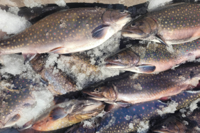 Fotografie rybi-restaurace-hurka-4_original.jpg